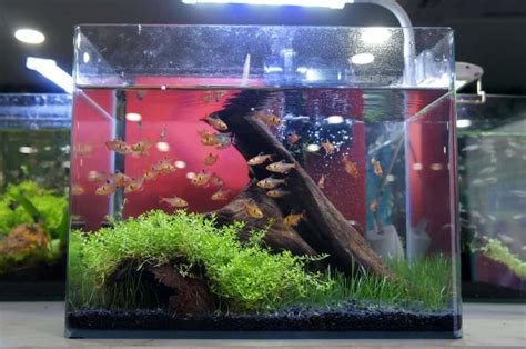 10 Best Fish For 3 Gallon Tank (Stocking Ideas & Photos) .
